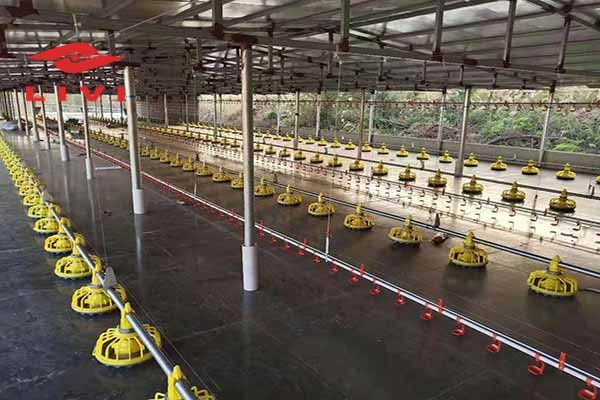 LIVI-deep-litter-system-of-poultry-farming-in-Nigeria